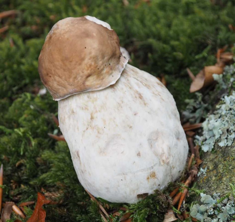 Aan de voet van een beuk